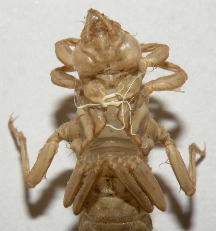 Esuvia di Gomphus flavipes