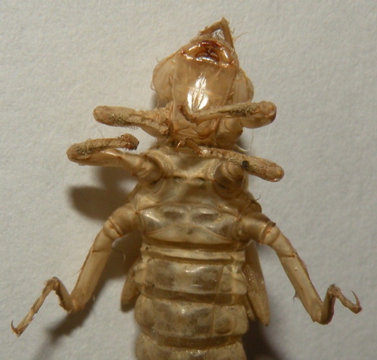 Esuvia di Gomphus flavipes