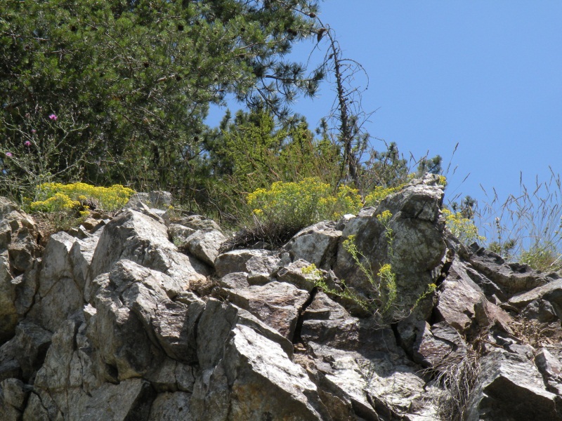 crostosi da rocce ofiolitiche