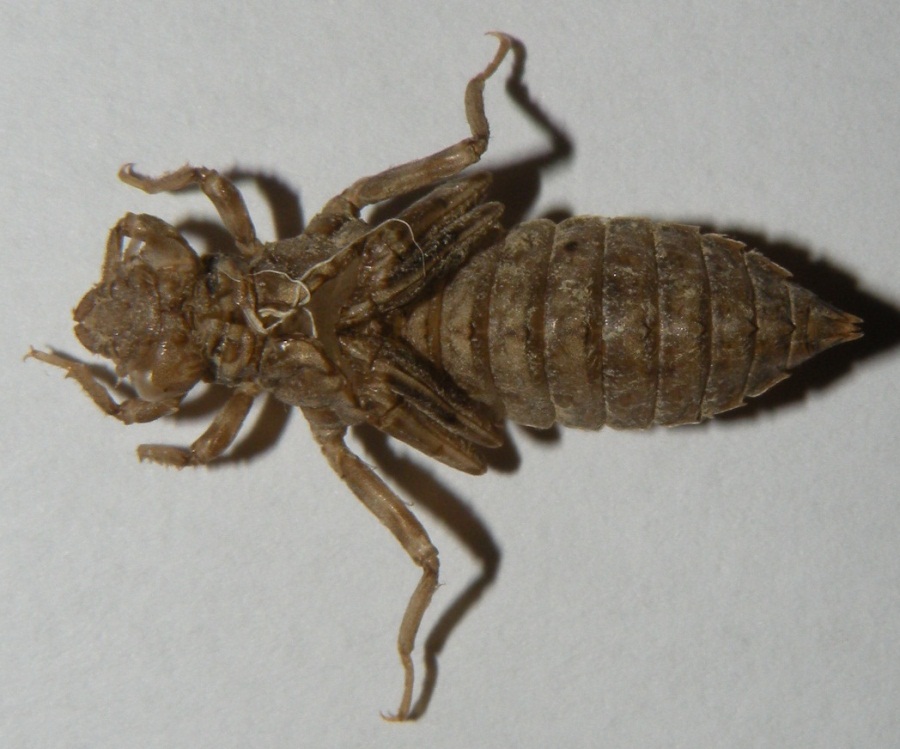 Esuvia di Onychogomphus forcipatus unguicolatus