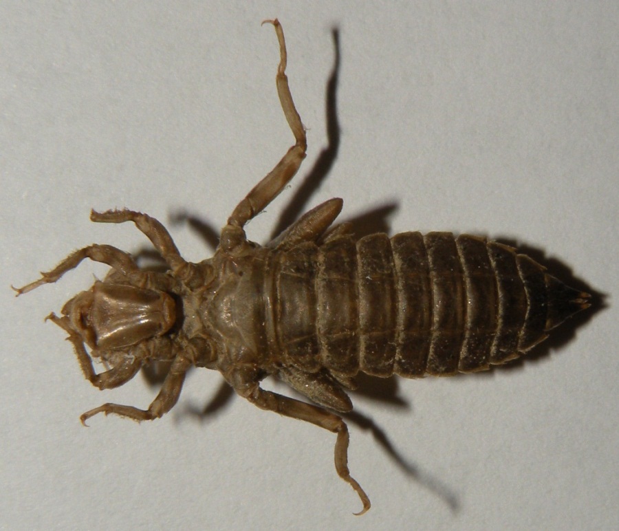 Esuvia di Onychogomphus forcipatus unguicolatus