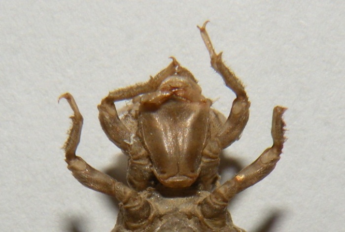 Esuvia di Onychogomphus forcipatus unguicolatus