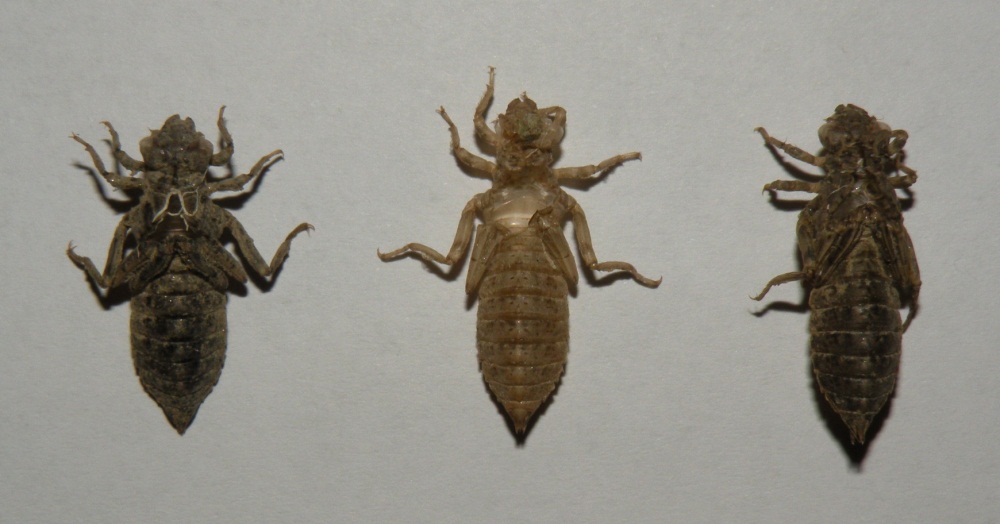 Esuvia di Onychogomphus forcipatus unguicolatus