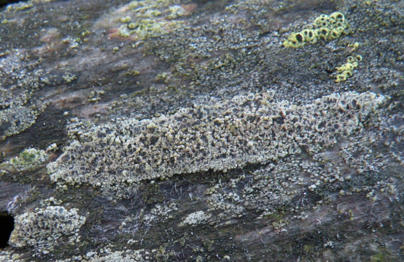 Lecanora sp.?