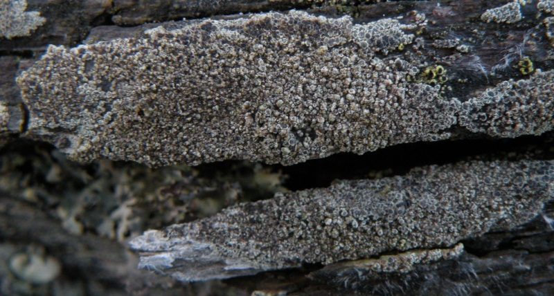 Lecanora sp.?