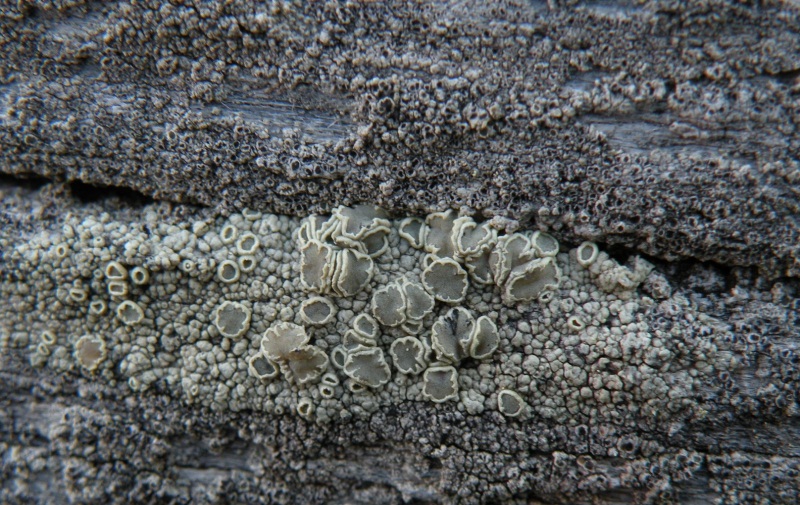 Lecanora sp.?