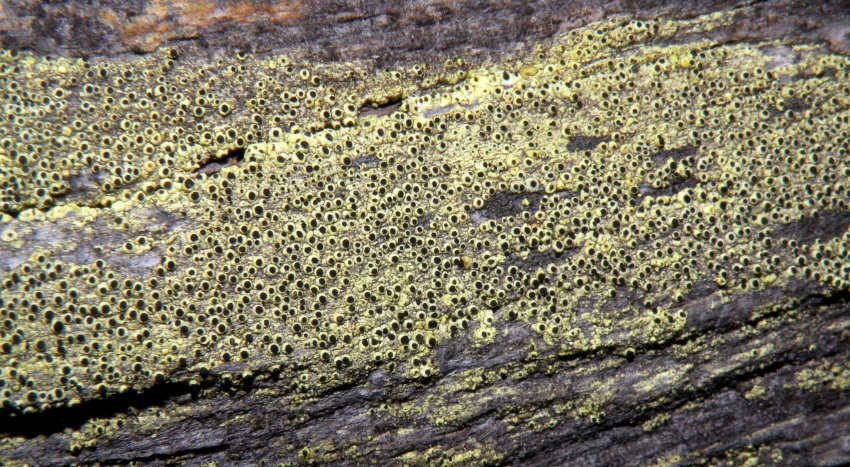 Cyphelium sp.