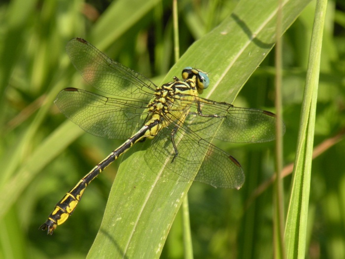 Gomphus flavipes maschio