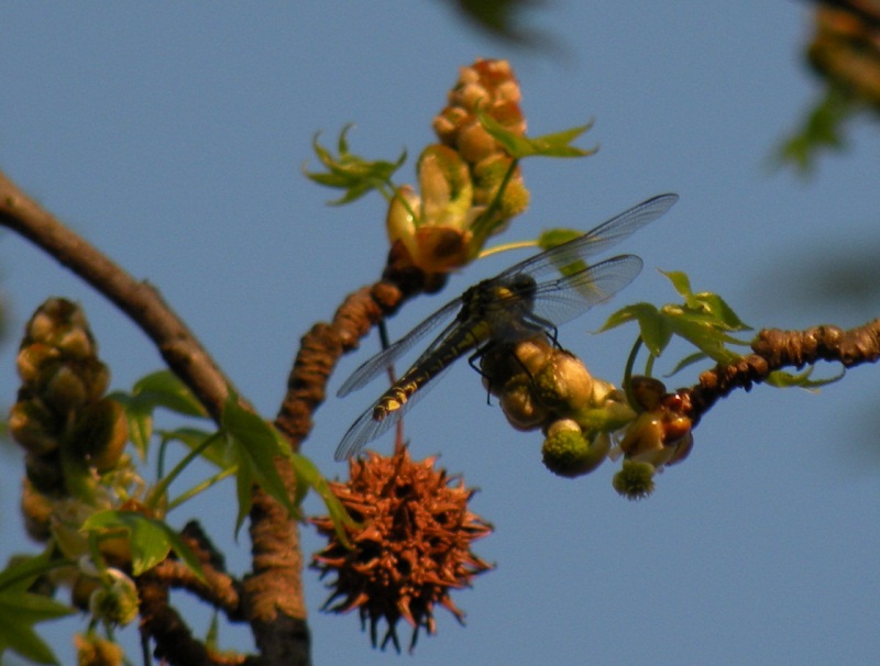 Gomphus marzolino