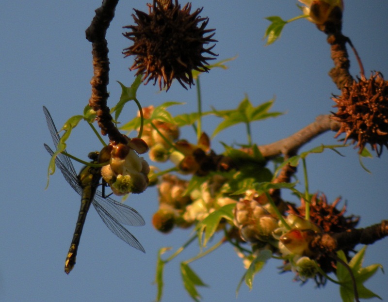 Gomphus marzolino