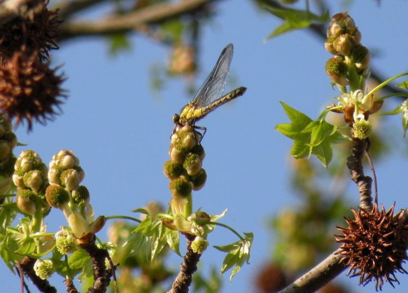 Gomphus marzolino