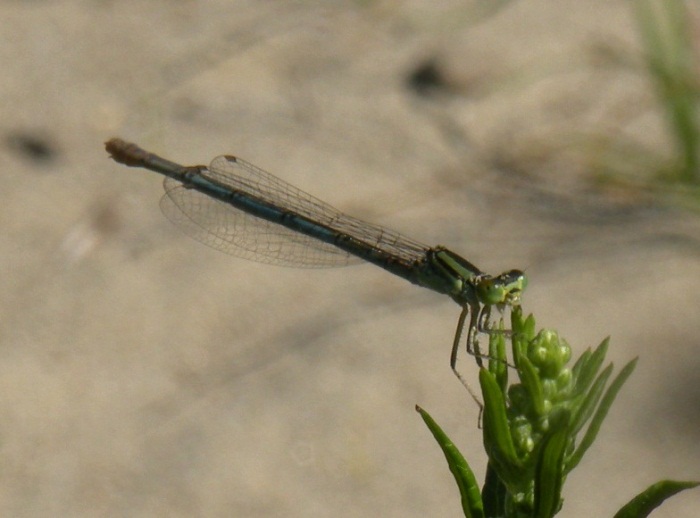 identificazione zigottero