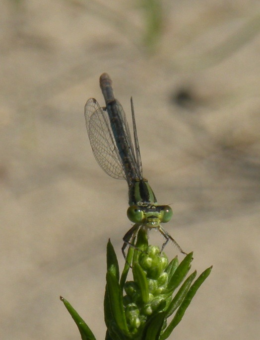 identificazione zigottero