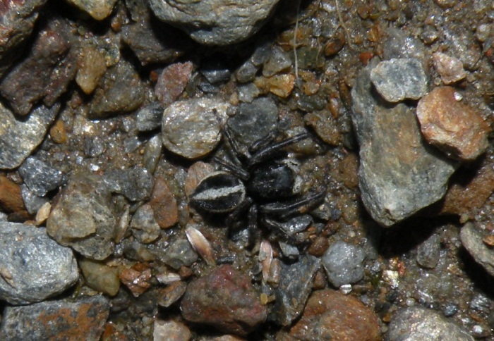 Sitticus longipes