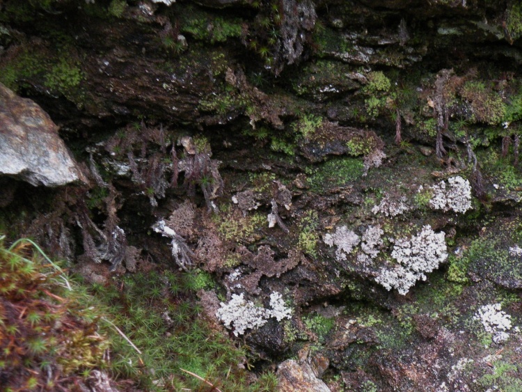 Stereocaulon sp. dalla Valtellina