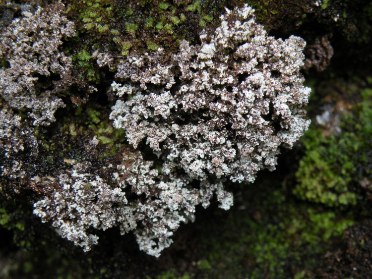 Stereocaulon sp. dalla Valtellina