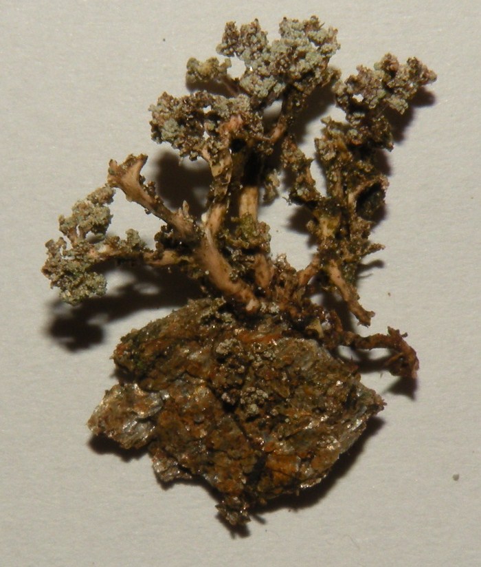 Stereocaulon sp. dalla Valtellina