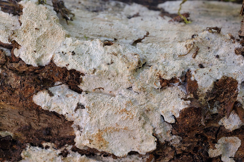 Crosta spero pi difficile-foto1086(Crustomyces subabruptus)