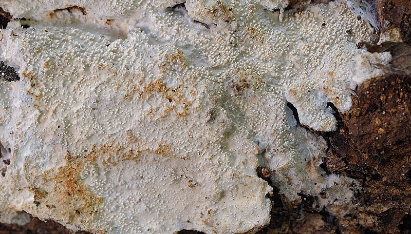 Crosta spero pi difficile-foto1086(Crustomyces subabruptus)