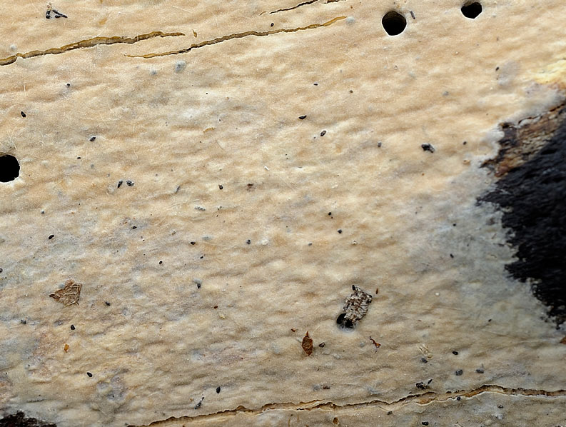 Crosta di faggio - foto1488 (Gloeocystidiellum leucoxanthum)