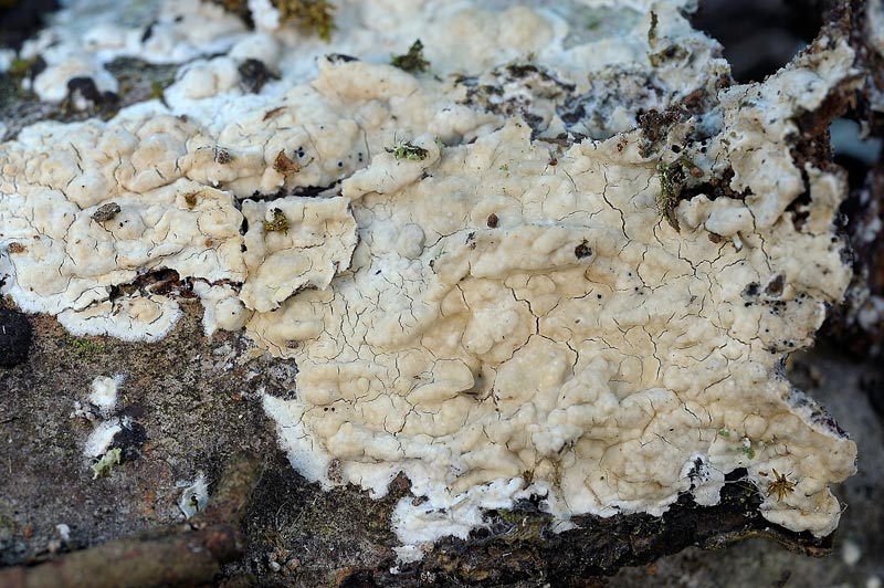Crosta lattea - foto 3448 (Phanerochaete sordida)