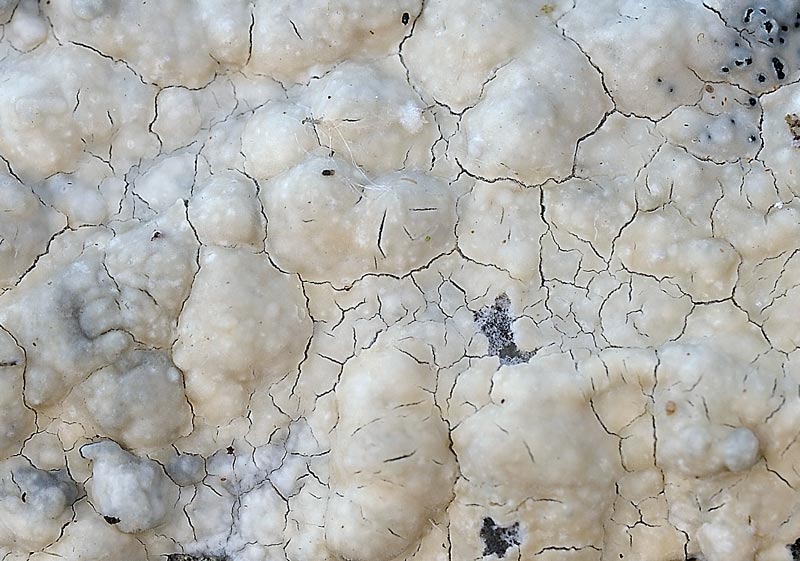 Crosta lattea - foto 3448 (Phanerochaete sordida)
