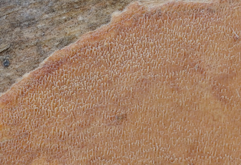 Crosta rosata - foto 3512 (Phlebia rufa)