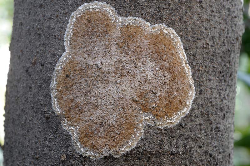 Sicuro una crosta foto 3888 e forse un lichene foto 3824
