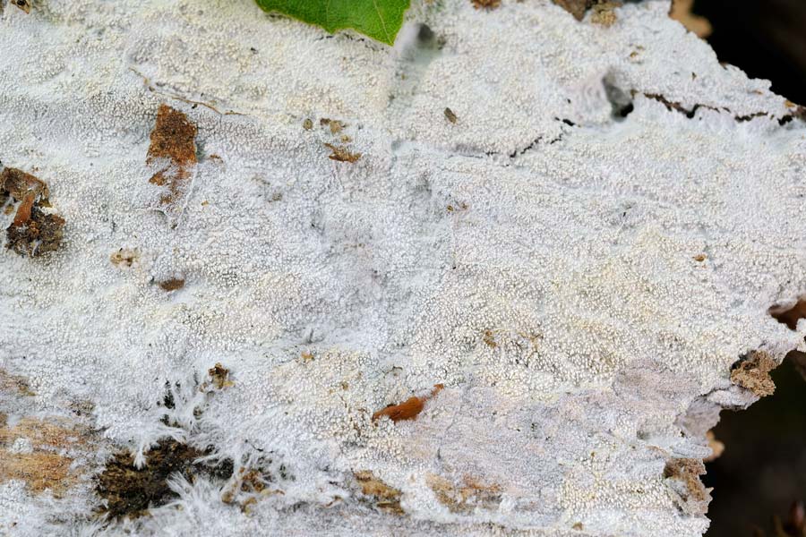 Forse una Trechispora farinacea? - foto 0875 (T. farinacea)
