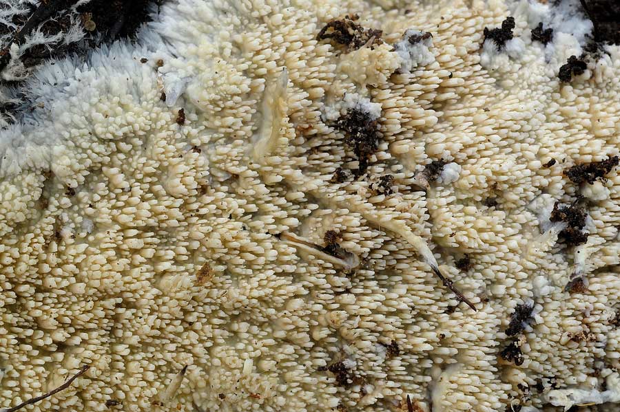 Sar forse Hyphoderma radula?-foto 6568 (Phlebia nothofagi)