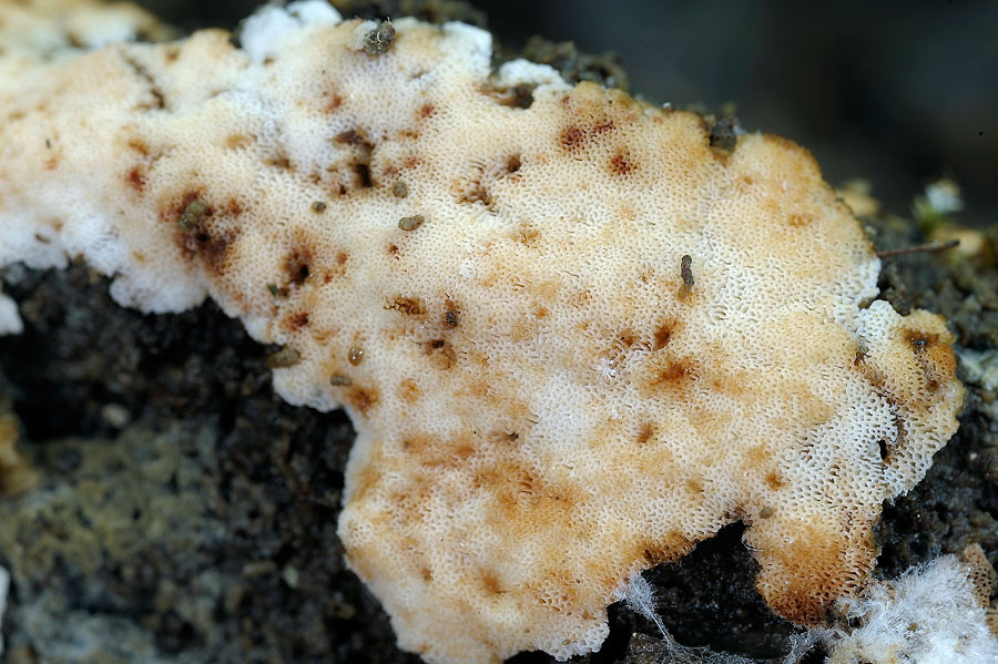 Crosta macchiata....- foto 6914 (Rigidoporus sanguinolentus)