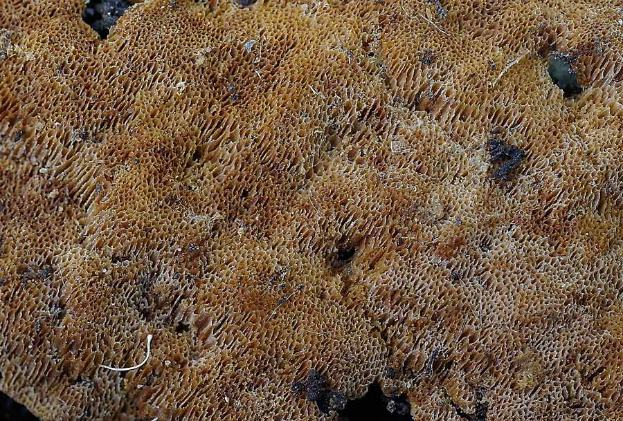 Crosta macchiata....- foto 6914 (Rigidoporus sanguinolentus)