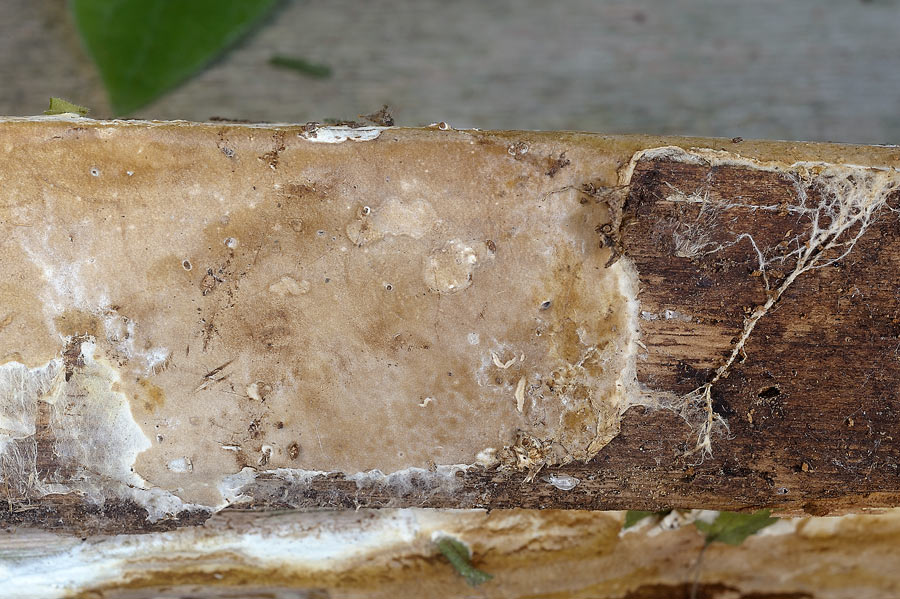 Crosta su porta - foto 8675 (Coniophora arida)