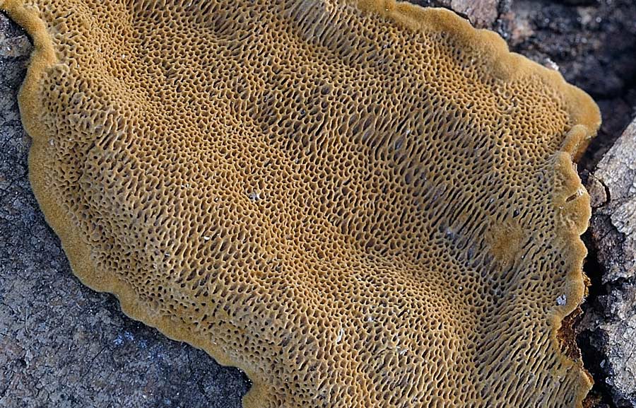 Una crostra ocracea - foto 9270 (Phellinus conchatus)