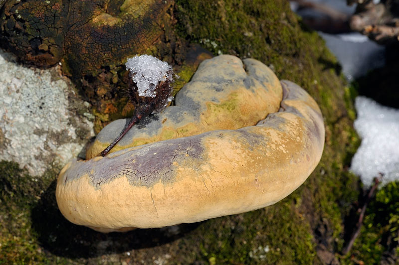 Ganoderma giallo - foto 4081 (Ganoderma resinaceum)