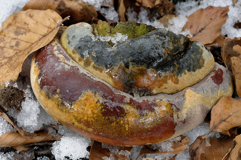 Ganoderma giallo - foto 4081 (Ganoderma resinaceum)