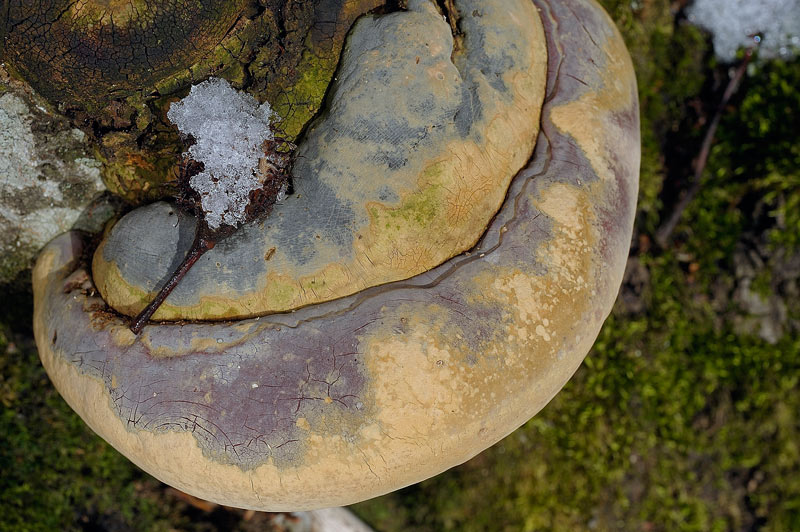 Ganoderma giallo - foto 4081 (Ganoderma resinaceum)