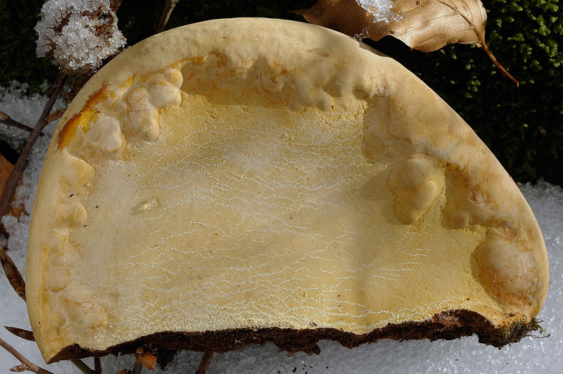 Ganoderma giallo - foto 4081 (Ganoderma resinaceum)