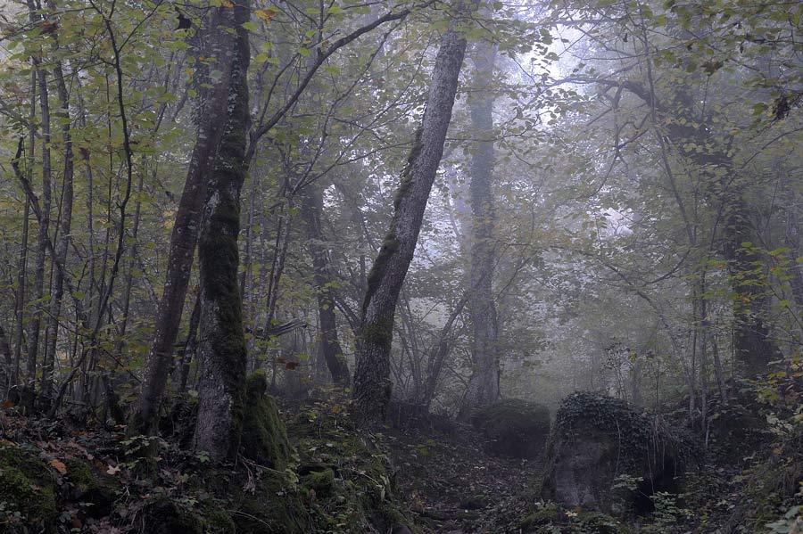 Sarei per Stereum gausapatum - foto 7876 (Stereum rugosum)