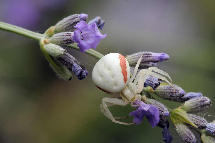 Misumena vatia