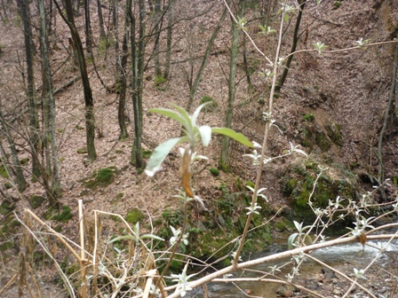 Buddleja davidii