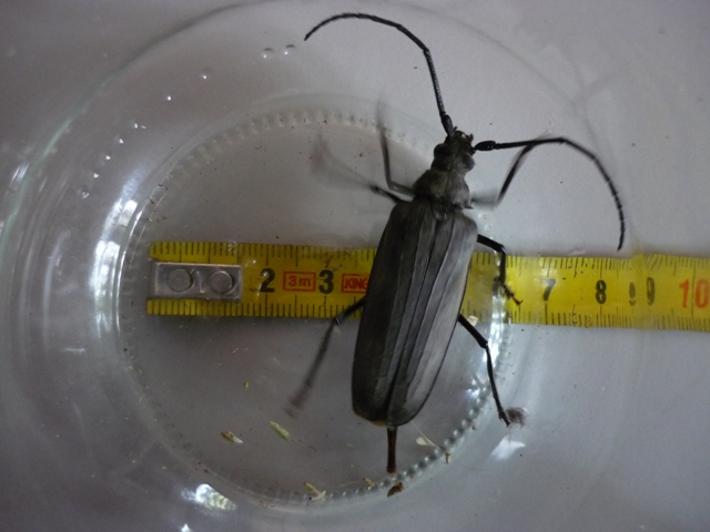 Cerambycidae:  Aegosoma scabricorne, femmina