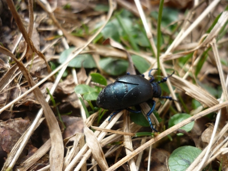 Meloe violaceus