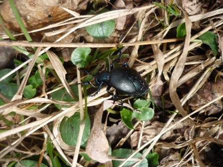 Meloe violaceus