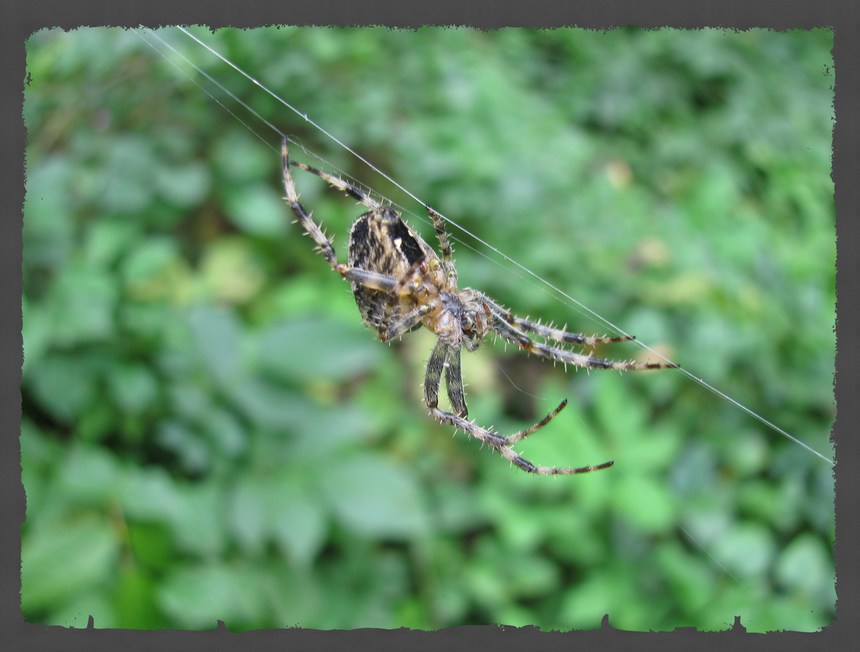 Araneus diadematus