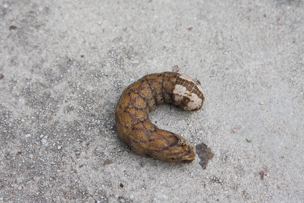 acherontia atropos