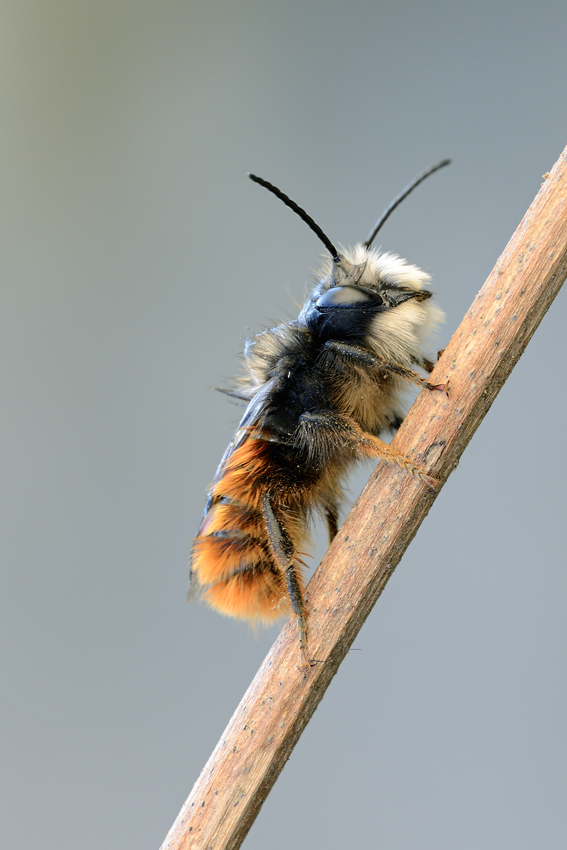 Bonbus sp. (Apidae) e Osmia sp, (Apidae Megachilinae)