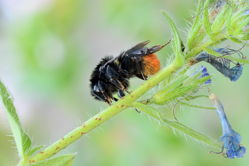 Bonbus sp. (Apidae) e Osmia sp, (Apidae Megachilinae)