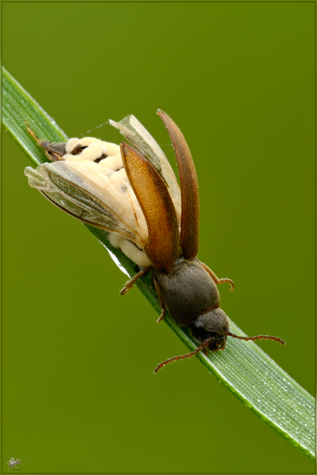 Elateridae attaccato dai funghi