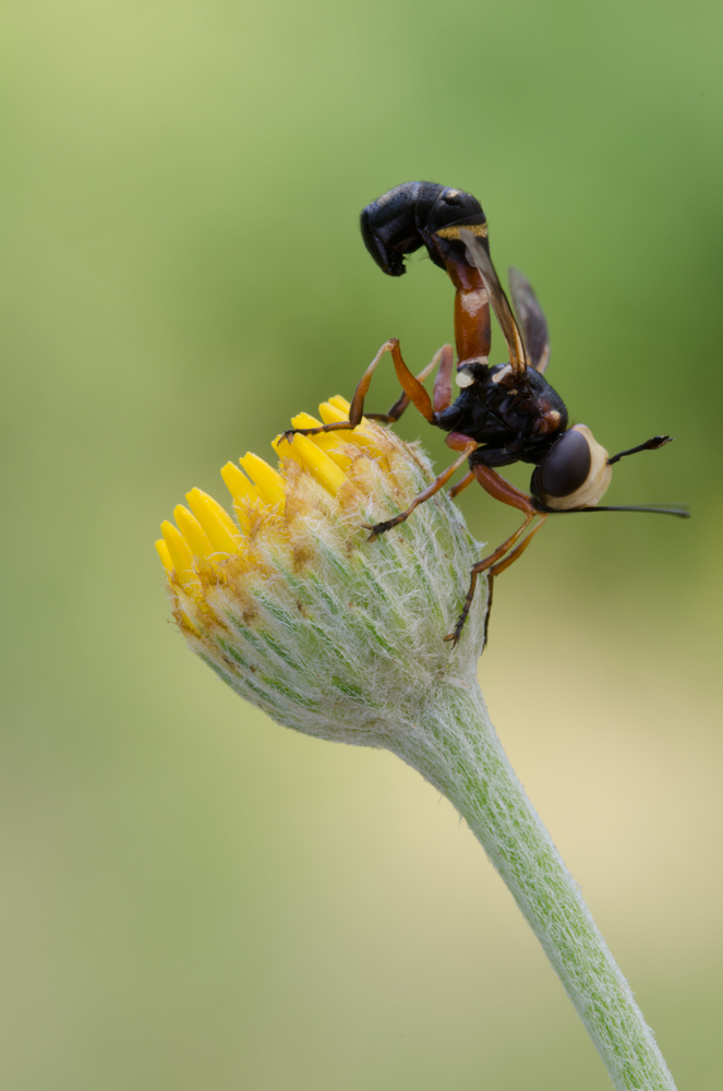 Dittero da identificare